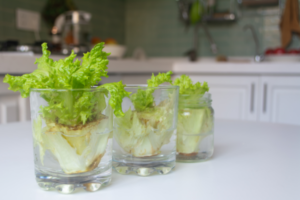 growing lettuce in water