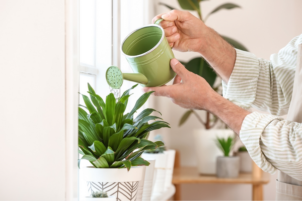How To Make Your Plant Grow Faster Tehila Deutsch Hacking Life how-to-make-your-plant-grow-faster-tehila-deutsch-hacking-life