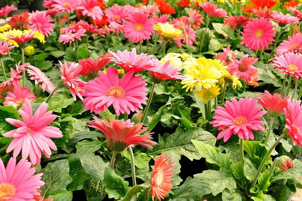 Gerbera daisies