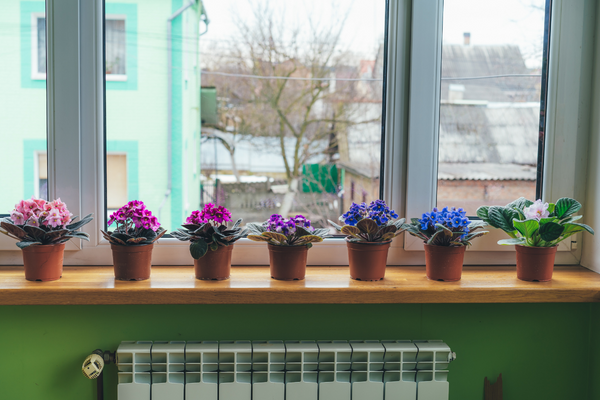 Flowers Indoors