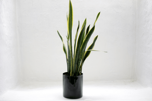 houseplants trends