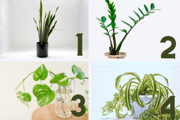 best indoor plants