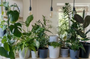 A house full of plants