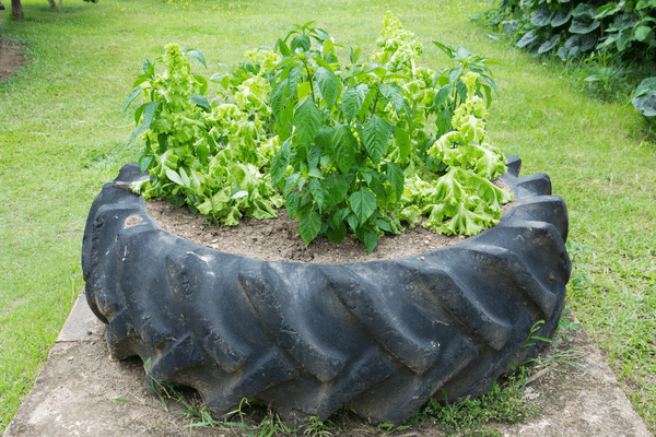 flower pot in car tire