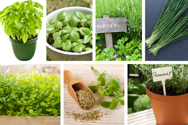 growing herbs