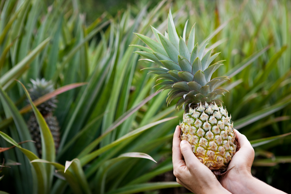 How to Grow Pineapple at Home