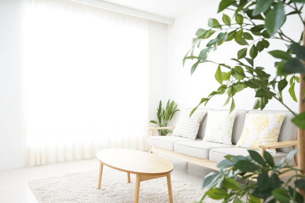 living room Plants