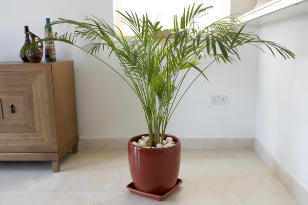 Bamboo palm