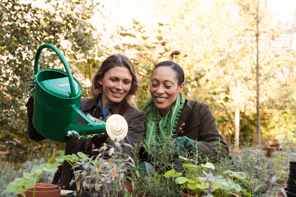 Instant Vegetable Garden