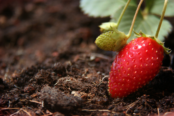 Strawberries From Scraps