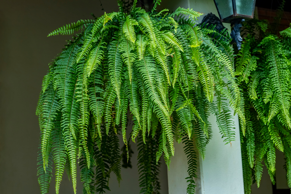 Ferns