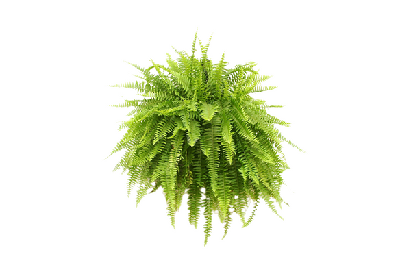 Ferns