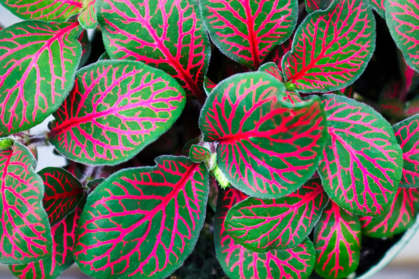 Pink Fittonia