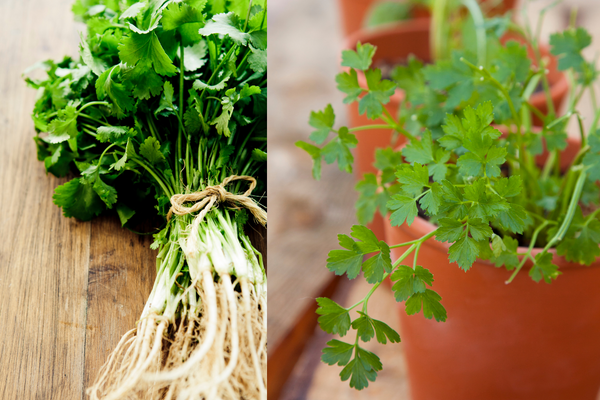 How to Grow Cilantro