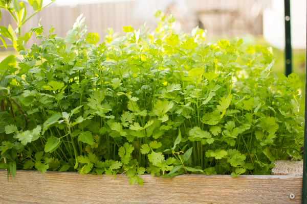 How to Grow Cilantro