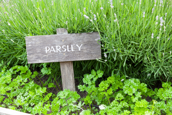 Growing parsley