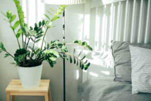 plants bedroom