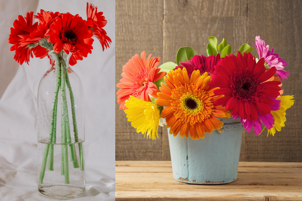 Gerbera daisies