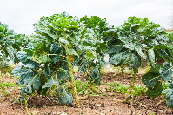 Brussels sprouts