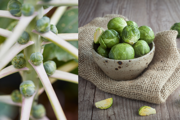 Brussels sprouts