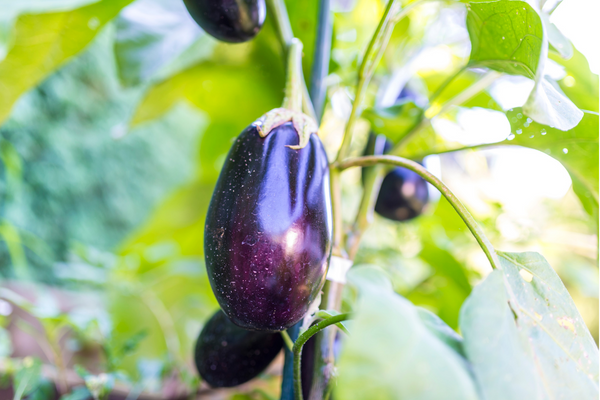 Eggplant