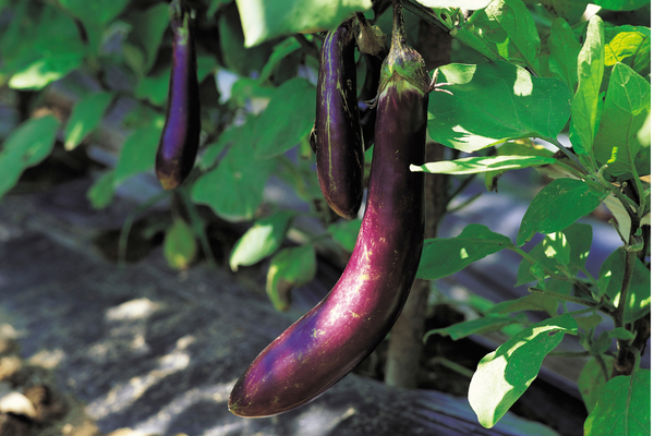 Eggplant