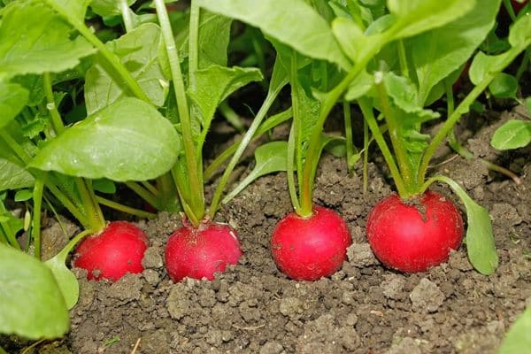 radishes