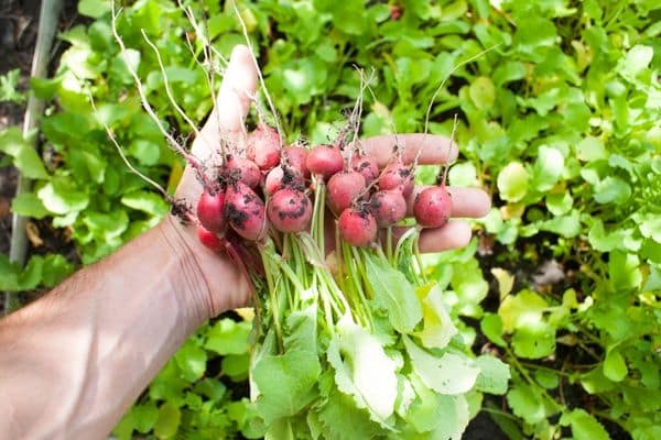 radishes