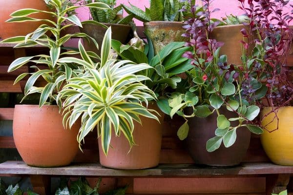 Containers for Plants