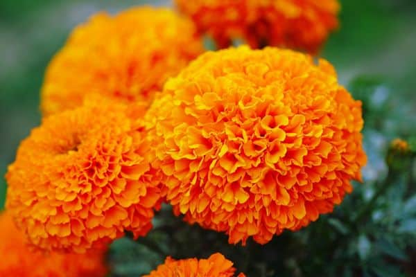 Marigolds