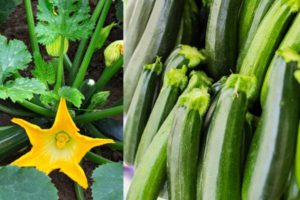 grow zucchini from scraps
