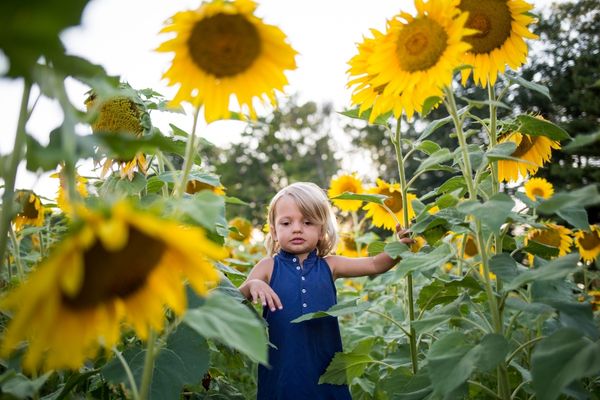 Sunflowers