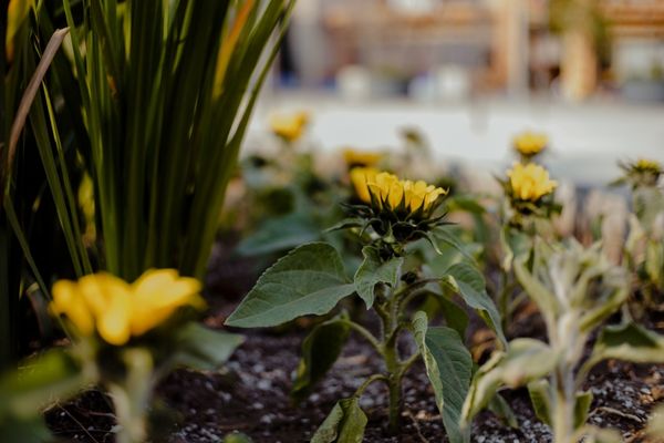 Sunflowers